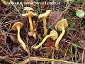 Craterellus tubaeformis f.pallidus-amf385-1